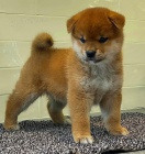 �t��ata shiba inu