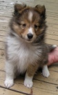 �t��ata sheltie k adopci