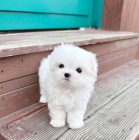 �t��ata malt�zsk�ho ov��ka k dispozici