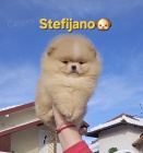 Pomeranian BOO � medv�dkov� vzhled, pomeranian �pic