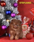 Pomeranian BOO � medv�dkov� vzhled, pomeranian �pic
