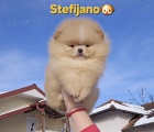 Pomeranian BOO � medv�dkov� vzhled, pomeranian �pic