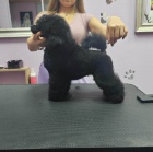 Trpasli�� pudl � same�ek �t�n�