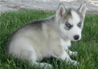 �t��ata sibi�sk�ho huskyho