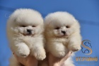 Pomeranian BOO �medv�dci�, �t��ata pomeransk�ho �pice