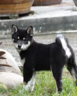 �t��ata Akita Inu