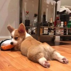 �t��ata vel�sk�ho corgi pembroke