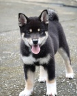 2 �t��ata Akita Inu
