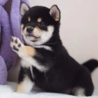 2 �t��ata Akita Inu