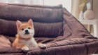 2 �t��ata Akita Inu