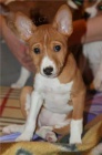 �t���tka Basenji