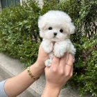 �t��ata bi�onka