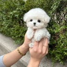 �t��ata bi�onka