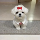 �t��ata malt�z�k�.