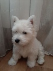 �t��ata West Highland White Terriers