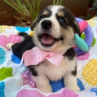 �t��ata Pembroke Welsh Corgi