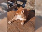 K dispozici kr�sn� �t�n� Shiba inu