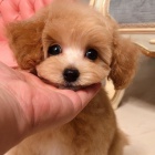 Kr�sn� �t��ata toy pudla.