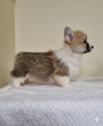 Vel�sk� Corgi Pembroke �t��ata