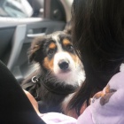 �t��ata border kolie