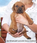 TOSA INU štěňátka s PP