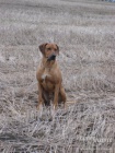 Rhodeský ridgeback krytí