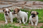 Parson a Jack Russell teriér