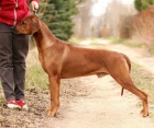 Anima Animal - Rhodéský ridgeback