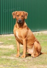 Anima Animal - Rhodéský ridgeback