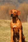 Anima Animal - Rhodéský ridgeback