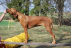 Anima Animal - Rhodéský ridgeback