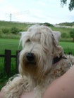 RARITA-IRISH SOFT COATED WHEATEN TERIÉR