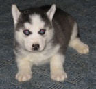 Sibiřský husky-
