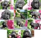 Zadáme štěnátka Flat Coated Retriever