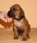 Rhodéský ridgeback - štěňátka s PP