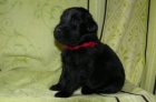 Flat coated retriever - poslední pejsci s PP