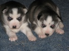 Sibiřský husky-