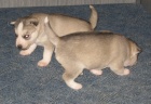 Sibiřský husky-