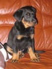 Šteniatko beaucerona s PP