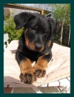Šteniatko beaucerona s PP