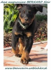 Šteniatko beaucerona s PP
