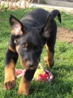 Šteniatko beaucerona s PP
