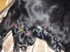 Flat Coated Retriever-štěňátka