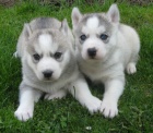 Sibiřský husky-