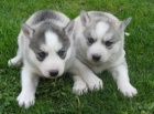 Sibiřský husky-