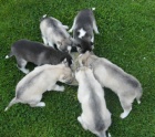 Sibiřský husky-
