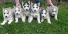 Sibiřský husky-
