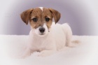 Parson a Jack Russell teriér