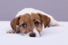 Parson a Jack Russell teriér