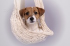 Parson a Jack Russell teriér